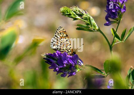 La parte inferiore di Spotted Fritillary butterfly Melitaea didyma su un fiore in testa la campagna spagnola in Picos de Europa Spagna settentrionale Foto Stock