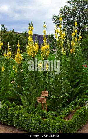 Francia, Bretagna, Daoulas, Abbaye de Daoulas, giardini, orti officinali, erbe, fiori, giardinaggio, rovine, Foto Stock