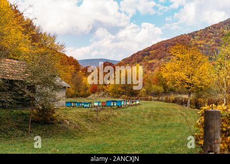 Alveari di ape di miele tra foresta autunnale e paesaggio di montagne Foto Stock