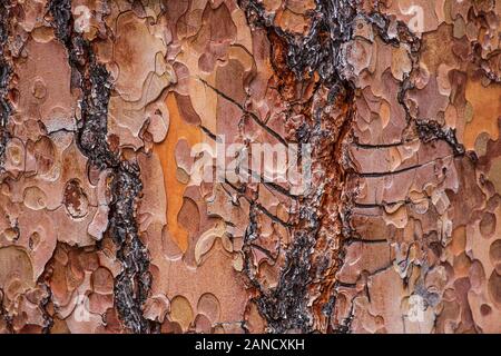 Marchio Bear Claw su un Pine Tree Ponderosa a Rock Creek, Montana Foto Stock