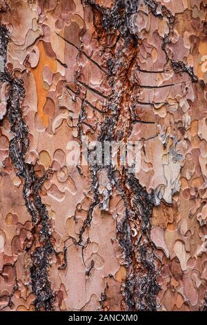 Marchio Bear Claw su un Pine Tree Ponderosa a Rock Creek, Montana Foto Stock