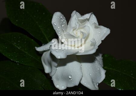 Le goccioline di acqua sulla fioritura Gardenia Foto Stock