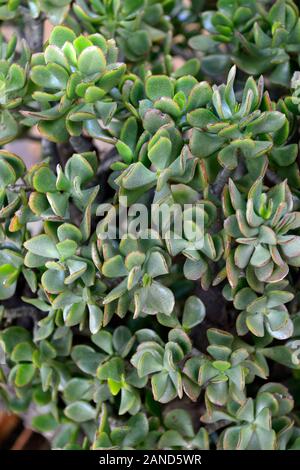 Impianto di giada,Crassula Ovata,succulenta,succulente,houseplant,pianta di casa,piante,giardinaggio,RM Floral Foto Stock