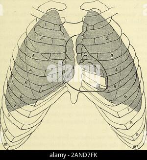 I punti di riferimento, mediche e chirurgiche [risorsa elettronica] . tricle),disegnare una linea curva a sinistra, ma non comprendente il nipplo,dall'estremità sinistra della base per l'apice. Un tale profilo (visto nel taglio, pagina 25, con l'anglesrounded off) mostra che l'apice del cuore punti verso il basso-reparti e verso sinistra la base un poco verso l'alto e a-reparti il diritto; che la maggior parte di essa si trova nella sinistra halfof il petto e che l'unica parte che giace a destradella dello sterno è il padiglione auricolare destro. Un ago introdotto in Laterza, la quarta o la quinta a destra spazio intercostale in prossimità tot Foto Stock