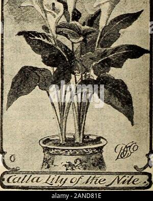 La nostra nuova guida alla cultura di rose : 1906 . La nuova Guida alla cultura di ROSE EOR 1906 113 Foto Stock