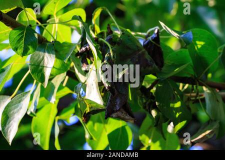 Foglia verde di una pera primo piano con danno da ulcere di malattie e funghi di macchia marrone di monniliosi scab. Problemi di giardinaggio. Malattie fungine e virali delle piante. Foto Stock