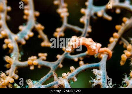 Di Denise cavalluccio marino pigmeo, Hippocampus denise, Moalboal, Cebu, Filippine, Oceano Pacifico Foto Stock