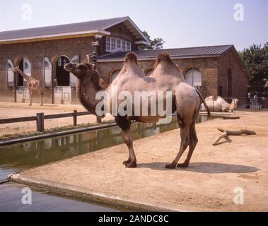 Bactraian Camel a ZSL Londra (Regent's Park) Zoo, Regent's Park, City of Westminster, Greater London, England, Regno Unito Foto Stock