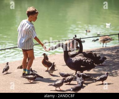 Ragazzo giovane alimentando i cigni al laghetto artificiale, Regent's Park, City of Westminster, Greater London, England, Regno Unito Foto Stock