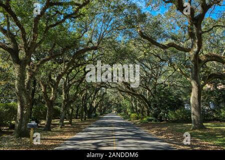 Piccolo paese corsia o strada fiancheggiata con live torreggianti alberi di quercia in rurale molle Magnolia Alabama, Stati Uniti d'America. Foto Stock