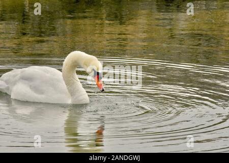 Bellissimo cigno bianco galleggianti in porto con increspature sparge fuori dal centro. ( Cygnus olor) Foto Stock