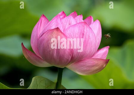 Fiore di loto e miele delle api Foto Stock