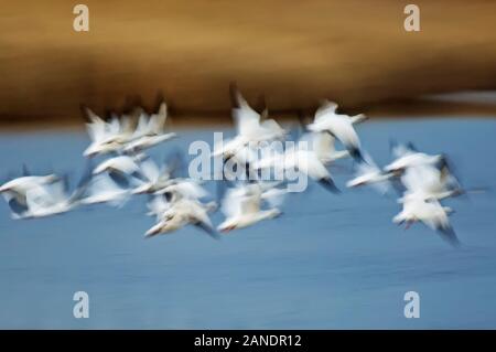 Abstract immagine del movimento di oche delle nevi stormo in volo Foto Stock