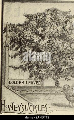 La nostra nuova guida alla cultura di rose : 1906 . 94 IL DINGEE CONARD & CO., West Grove, PA. I. Ji J Foto Stock