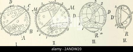 Organography di piante, in particolare del archegoniatae e spermaphyta . Li RIDOPHYTA anche in Hepatlcae. Questi sembrano essere costante entro il naturalgroups, sebbene la Hymenophyllaceae sono insufficientemente conosciuto in sull questo, ma fondamentalmente le differenze sono molto più piccolo di essi appearto essere a prima vista, perché ovunque si trova la madre-cella di theantheridium dividendo in madre-cella della cella opercular e madre-cellof spermatozoids l. Le cellule derivate da ex sono o tutti, asin equiseto, interessati nell'apertura del antheridium, o solo uno Foto Stock