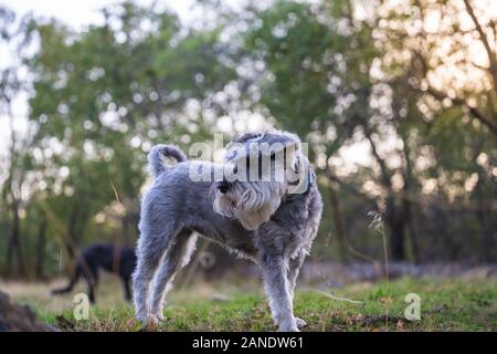 Grigio schnauzer in miniatura nel prato Foto Stock