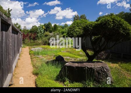 Ritagliato Thuja occidentalis - Bianco albero di cedro, vegetazione lussureggiante e rocce ricoperte con il lichen crescita nel giardino Zen in estate. Foto Stock