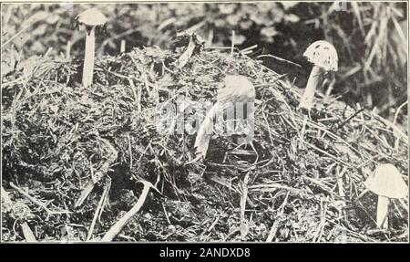 I funghi e gli altri comuni funghi . Bui. 175, U. S. Dipartimento di Agricoltura. Piastra XXIX.. Fig. 1.-Coprinus fimetarius. (Commestibili). Foto Stock