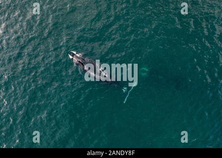 Vista aerea di due balene bowhead, Balaena mysticetus, Mare di Ohotsk, Russia, Oceano Pacifico Foto Stock