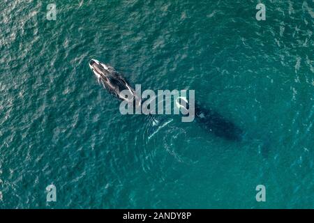 Vista aerea di due balene bowhead, Balaena mysticetus, Mare di Ohotsk, Russia, Oceano Pacifico Foto Stock