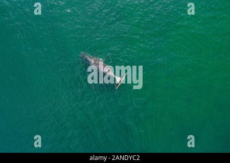 Vista aerea di una balena bowhead, Balaena mysticetus, Mare di Ohotsk, Russia, Oceano Pacifico Foto Stock