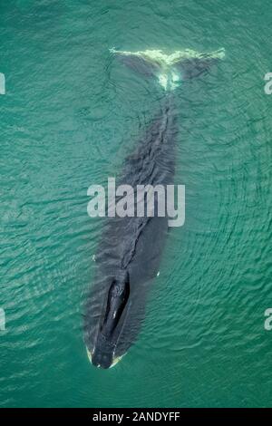 Vista aerea di una balena bowhead, Balaena mysticetus, Mare di Ohotsk, Russia, Oceano Pacifico Foto Stock