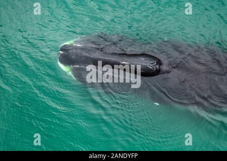 Vista aerea di una balena bowhead, Balaena mysticetus, Mare di Ohotsk, Russia, Oceano Pacifico Foto Stock