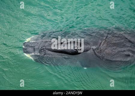 Vista aerea di una balena bowhead, Balaena mysticetus, Mare di Ohotsk, Russia, Oceano Pacifico Foto Stock