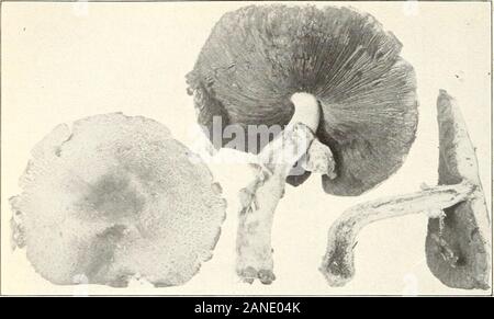 I funghi e gli altri comuni funghi . Bui. 175, U. S. Dipartimento di piastra informazioni agrico XXVI.. Fig. 1.-Agaricus subrufescens. (Commestibili). Foto Stock