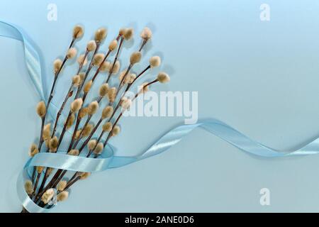 Un mazzo di rametti di salice con boccioli soffici con un blu satinato nastro su un cielo blu di sfondo per Palm risurrezione. Foto Stock