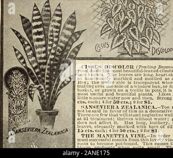 La nostra nuova guida alla cultura di rose : 1906 . mm&d 90 il DINGEE CONARD & CO., West Grove, PA. Foto Stock
