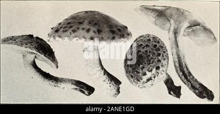 I funghi e gli altri comuni funghi . Bui. 175, U. S. Dipartimento di Agricoltura. Piastra XXIII.. Fig. 1.-Pholiota adiposa. (Commestibili). Foto Stock