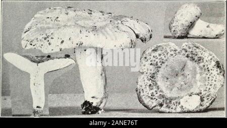 I funghi e gli altri comuni funghi . Fig. 1.-Lactarius volemus.. Fig. 2.-Russula virescens. (Commestibile. Foto Stock