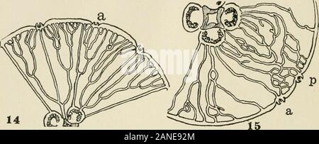 Il giornale di zoologia sperimentale . e interradial canal e thecontiguity di due adradials. Fig. 12. Schema di medusa che mostra adradial rhopalium a e la mancanza di perradials in octo-meres disegnato. Molto piccola gonade degeneri in alto a sinistra lato sacchetto. Fig. 13. Ramificato adradial canal a e a x la completa miscelazione dei diversi canali di thesegment in un unico sistema. 572 Chas. W. Hargitt. sei delle gonadi, sei bracci orale e undici rhopalia, il dodicesimo beingabsent e la sua perradial canal system allo stesso modo manca, come shownat P, e ancora la simmetria generale è difficilmente influenzato. In altre Foto Stock