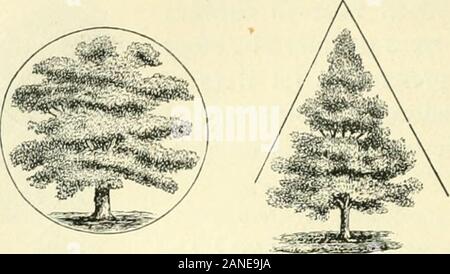 L'arte di abbellire casa suburbana motivi di piccole extentWith descrizioni delle belle e hardy arbusti e alberi cresciuti negli Stati Uniti . 284 UN CO 31 PARI figlio della Fig. 70. Fig. 71. Fi;;. 72.. Foto Stock