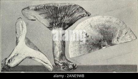 I funghi e gli altri comuni funghi . Fig. 1.-Mycena galericulata. (Commestibile.). Fig. 2.-Lactarius chelidonium. (Commestibili). Foto Stock