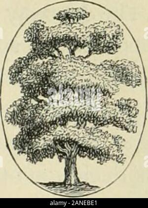 L'arte di abbellire casa suburbana motivi di piccole extentWith descrizioni delle belle e hardy arbusti e alberi cresciuti negli Stati Uniti . Fig. 67.. Fig. 68. Foto Stock