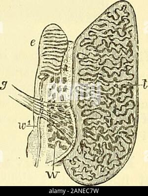 Quain's elementi di anatomia . Egli undicesima e dodicesima settimana i tubi havebecome un po' più piccola, più a lungo e sono ora ramificato e possedere amembrana propria. Vi è anche l^y la fine del terzo mese un com-mencement della divisione lobulare, e il corpo del testicolo è nowcovered con un condensato di strato di tessuto fibroso che forma la tunicafdbuginea. La copertura sierosa è derivato fiom addominali peri-toneum. La prima origine della sostanza ghiandolare del testicolo non ha beenobserved nell'embrione umano, ma da osservazioni di Egli inmale embrione conigli (So. 308) Sembra che Foto Stock