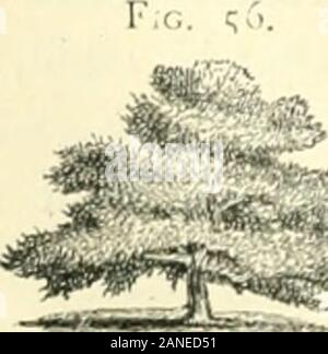 L'arte di abbellire casa suburbana motivi di piccole extentWith descrizioni delle belle e hardy arbusti e alberi cresciuti negli Stati Uniti . -, Thatthey hanno svolto al di sotto, e i loro cuori saranno veloci per sentirsi thedifference tra gli alberi. Alcuni alberi sembrano veramente materna ni theirdomestic espressione. Un grande vecchio melo,Fig. 56, è un tipo di tali alberi. Tutti gli alberi thatspread ampiamente, e a far crescere la bassa, convogliare thisexpression. La betulla bianca è un tipo, sullato altro, di delicata eleganza e isstyled da uno dei nostri poeti * * * La signora dei boschi. Ci sono alberi (come quelle donne, w Foto Stock