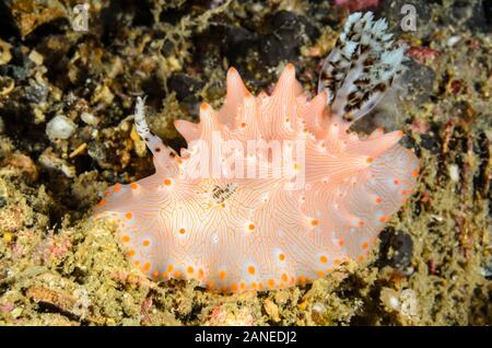 Sea slug o nudibranch, Halgerda batangas, Lembeh strait, Nord Sulawesi, Indonesia, il Pacifico Foto Stock