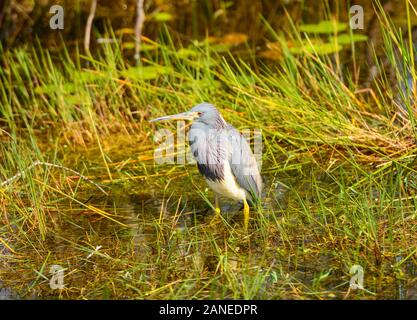 Airone tricolore in Everglades della Florida Foto Stock