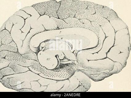Psicologia Sperimentale e il suo cuscinetto sulla cultura . REGIONFig uditiva. 6i. - Schema della superficie esterna dell'emisfero destro del cervello.Le aree tratteggiate rappresentano il visivo, uditivo e motore-tactual cen-tres, rispettivamente. (Dopo Flechsig.) MOTORE-TACTUAL Regione Regione visiva. ^ regione olfattiva ****^ -"^jk Fig. 62. - Schema della superficie mediale dell'emisfero sinistro del cervello. Aree Thedotted rappresentano rispettivamente il visual, motor-tactual e centri olfattivi. (Dopo Flechsig.) la connessione di mente e corpo 273 che se la terza circonvoluzione frontale di sinistra, Br Foto Stock