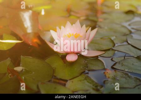 Bellissima ninfea rosa o fiore di loto sull'acqua in stagno. Foto Stock