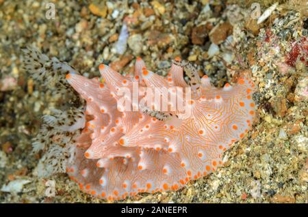 Sea slug o nudibranch, Halgerda batangas, Lembeh strait, Nord Sulawesi, Indonesia, il Pacifico Foto Stock