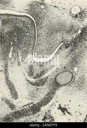 Contributi alla anatomia e sviluppo delle ghiandole salivari nel mammalia . FIG. 153. FIG. 155.. Foto Stock