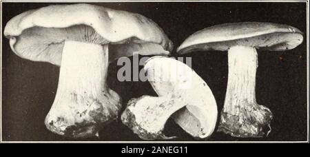 I funghi e gli altri comuni funghi . Bui. 175, U. S. Dipartimento di Agricoltura piastra XIV.. Fig. 1.-Tricholoma personatum. (Commestibili). Foto Stock