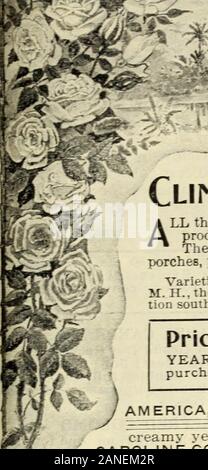 La nostra nuova guida alla cultura di rose : 1906 . Foto Stock