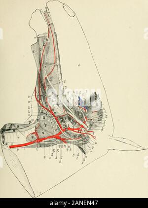 Indicazioni per la dissezione e lo studio dei nervi cranici e i vasi sanguigni del cavallo .. . Profundi posteriore. 64. N. buccinatorius. 65. N. temporalis profundus antero. 66. N. maxillaris. 67. N. pterygoideus externus. 68. N. pterygoideus intemus. 69. N. lingualis. 70. N. sublingualis. 71. N. alveolaris inferiore. 72. N. mylohyoideus. 73. N. chorda tympani. 74. N. temporalis superficialis. 75. N. facialis. 76. N. digastrico. 77. N. stylohoideus. 78. N. glossopharyngeus. 79. Petrosum ganglionari. 80. N. tympanicus. 81. Il ramo di plesso carotideo. 82. Ramute pharyngeus. 83. Diramazione verso la M. s Foto Stock