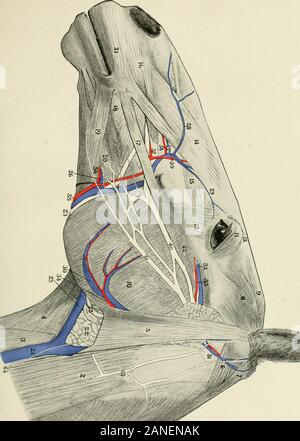 Indicazioni per la dissezione e lo studio dei nervi cranici e i vasi sanguigni del cavallo .. . Labialis. 15. M. levator labii superioris proprius. 16. M. dilatatore naris lateralis. 17. M. zygomaticus. 18. M. buccinatore. 19. M. faciei cutaneo (viso panniculus). 20. Depressore M. labii inferioris. 21. M. orbicularis oris. 22. Gl. parotis. 23. Dotto parotideus. 24. V. jugularis. 25. V. maxillaris esterna. 26. V. labialis communis. 27. V. lateralis nasi. 28. V. dorsalis nasi. 29. V. angularis oculare. 30. V. masseterica. (Questa vena e arteria sono rappresentati in modo errato come giacente sulla superficie Foto Stock