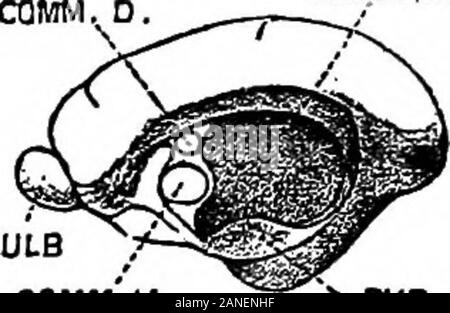 Il encyclopdia britannica; un dizionario delle arti, delle scienze della letteratura e informazioni generali . SULCPRECRU,SULC. PROR. SULC. SUPRAS. PASCDENT.. 0LF:lampadina{ COMM.V. Il PICR. L. Foto Stock